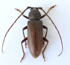 Enaphalodes hispicornis