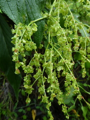 Rumex lunaria