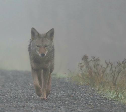 Coyote photographed in Washington