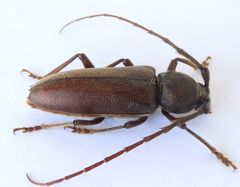 Enaphalodes hispicornis