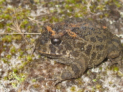 Proceratophrys cururu