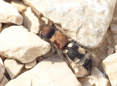 Ronisia brutia