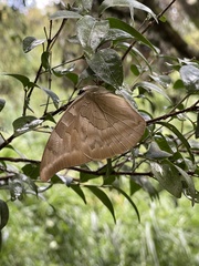 Archaeoprepona demophon