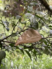 Archaeoprepona demophon