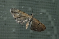 Eupithecia assimilata