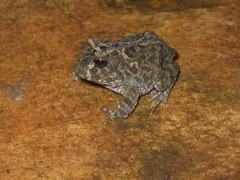 Proceratophrys cururu