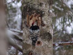 Dendrocopos leucotos