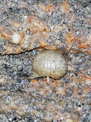 Sphaeroma serratum