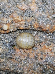 Sphaeroma serratum