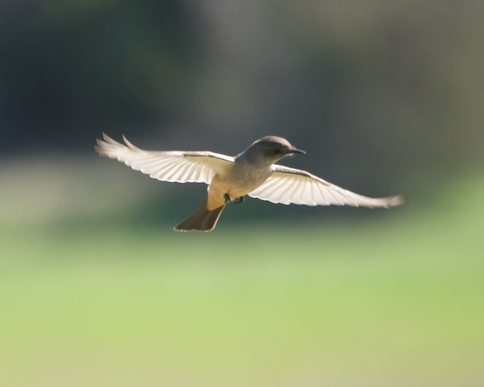 Say's Phoebe (Sayornis saya)