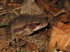 Rhinella ornata × crucifer