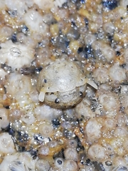 Sphaeroma serratum