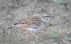 Fawn-Colored Lark photo 1