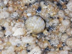 Sphaeroma serratum