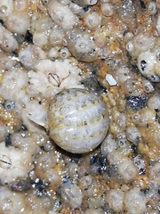 Sphaeroma serratum