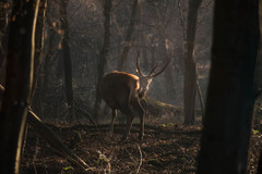 Cervus elaphus italicus