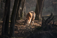 Cervus elaphus italicus
