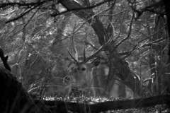 Cervus elaphus italicus