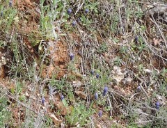 Muscari neglectum