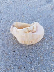 Stramonita haemastoma