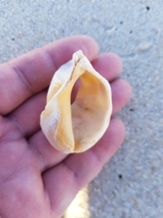 Stramonita haemastoma