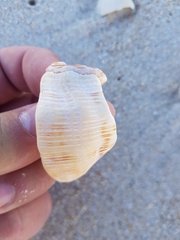 Stramonita haemastoma