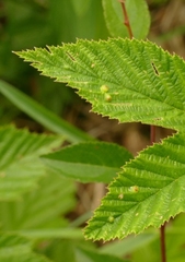 Dasineura ulmaria
