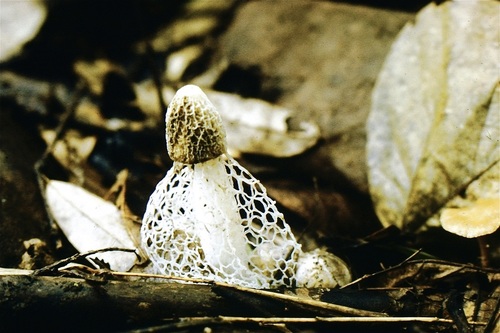 bridal veil stinkhorn