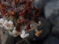 Myosotis traversii cantabrica