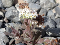 Myosotis traversii cantabrica