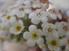 Myosotis traversii cantabrica