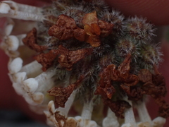 Myosotis traversii cantabrica