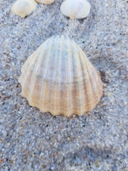Acanthocardia paucicostata