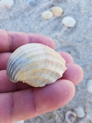 Acanthocardia paucicostata
