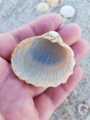 Acanthocardia paucicostata