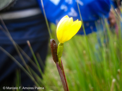 Sisyrinchium palustre