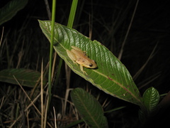 Scinax fuscomarginatus