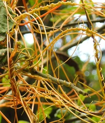 Cuscuta tinctoria