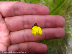 Sisyrinchium palustre