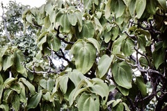 Dichaetanthera