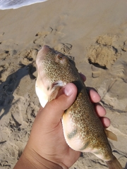 Sphoeroides maculatus