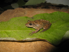 Scinax fuscovarius