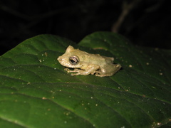 Scinax luizotavioi
