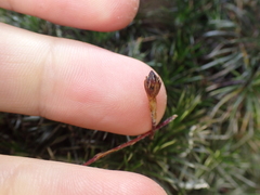Kelleria villosa villosa