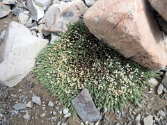 Kelleria villosa villosa