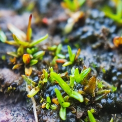 Aloina aloides