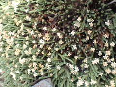 Kelleria villosa villosa