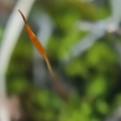 Aloina aloides