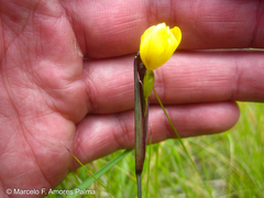 Sisyrinchium palustre