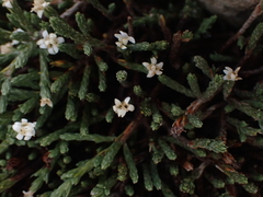 Kelleria villosa villosa